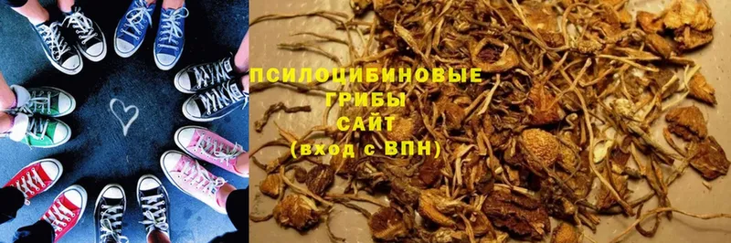 купить наркотики сайты  Кумертау  Псилоцибиновые грибы Psilocybe 